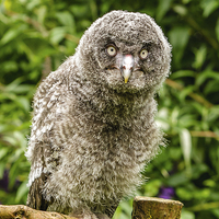 Buy canvas prints of A Young Great Grey Owl by David Knowles