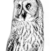 Buy canvas prints of Photo drawing of Great Grey Owl by David Knowles