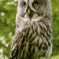 Buy canvas prints of Great Grey Owl by David Knowles