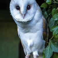 Buy canvas prints of Barn Owl by David Knowles