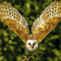 Buy canvas prints of Barn owl taking off by David Knowles