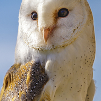 Buy canvas prints of Majestic Barn Owl by David Knowles