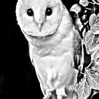 Buy canvas prints of Barn owl in Black and White by David Knowles