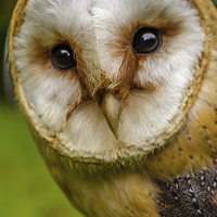 Buy canvas prints of European Barn owl by David Knowles