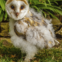 Buy canvas prints of Baby Barn owl by David Knowles