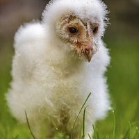 Buy canvas prints of Barn Owl Chick by David Knowles