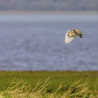 Buy canvas prints of Wild Barn Owl out hunting by David Knowles