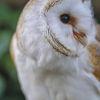 Buy canvas prints of Barn Owl looking left by David Knowles