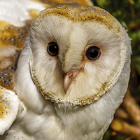 Buy canvas prints of eyes of a barn owl by David Knowles