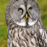 Buy canvas prints of Great Grey Owl facial disc by David Knowles