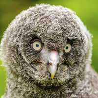 Buy canvas prints of Face of baby GreatGrey Owl by David Knowles