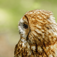 Buy canvas prints of Tawny Owl looking right by David Knowles
