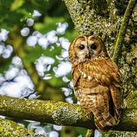 Buy canvas prints of Adult Tawny Owl by David Knowles