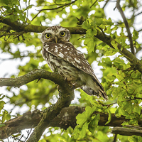 Buy canvas prints of Staring Little Owl by David Knowles
