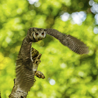 Buy canvas prints of Southern White faced Owl by David Knowles