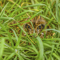 Buy canvas prints of Short eared Owl hiding in grass by David Knowles