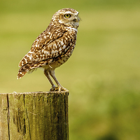 Buy canvas prints of Burrowing owl on post by David Knowles