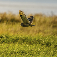 Buy canvas prints of Hunting Short eared Owl by David Knowles