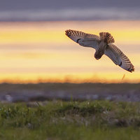 Buy canvas prints of Short eared owl Sunset by David Knowles