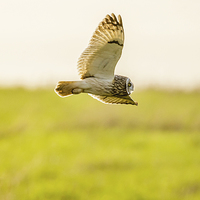Buy canvas prints of Short eared owl food shopping! by David Knowles