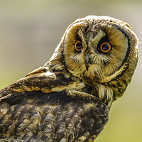 Buy canvas prints of Short eared owl the stare by David Knowles