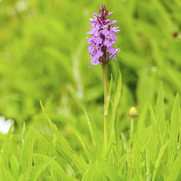 Buy canvas prints of Beautiful Marsh Orchid by David Knowles