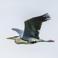 Buy canvas prints of Gray Heron in flight by David Knowles