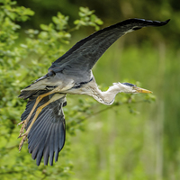 Buy canvas prints of Heron take off by David Knowles