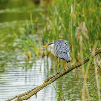 Buy canvas prints of Heron looking for dinner by David Knowles