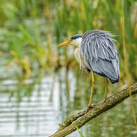 Buy canvas prints of Heron on branch by David Knowles