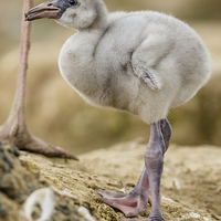Buy canvas prints of Greater Flamingo chick by David Knowles