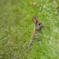 Buy canvas prints of Rabbit, Who you looking at? by David Knowles