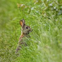 Buy canvas prints of Rabbit in the grass by David Knowles