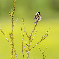 Buy canvas prints of Male Reed bunting by David Knowles