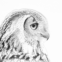 Buy canvas prints of Drawing conversion of European Eagle Owl by David Knowles