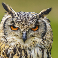 Buy canvas prints of Eyes of an Eagle Owl by David Knowles