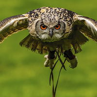 Buy canvas prints of Falconers owl about to land by David Knowles