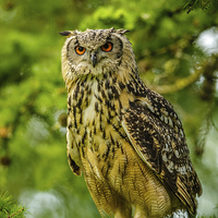 Buy canvas prints of Indian or Bengal Eagle Owl by David Knowles
