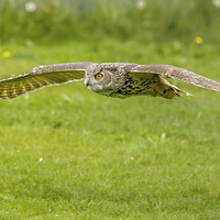 Buy canvas prints of European Eagle Owl by David Knowles