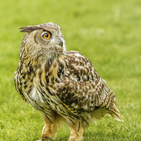 Buy canvas prints of Eagle owl on the grass by David Knowles