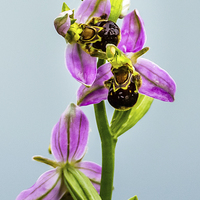 Buy canvas prints of Bee Orchid by David Knowles