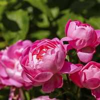 Buy canvas prints of  A group of pink rose blossoms by David Knowles