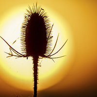 Buy canvas prints of  Beautiful back lit teasel  at sunset by David Knowles
