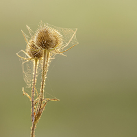 Buy canvas prints of Teasel and spiders web against the warm sun at sun by David Knowles