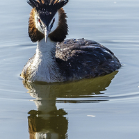 Buy canvas prints of  Great Creasted Grebe and reflection by David Knowles