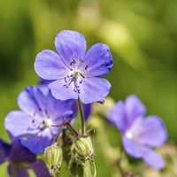Buy canvas prints of  Cranesbill flower  by David Knowles