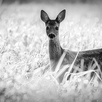 Buy canvas prints of Deer by Cissy Brethouwer
