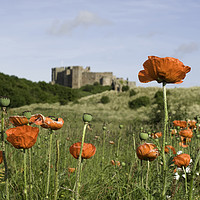 Buy canvas prints of Poppies and Bambugh Castle. by Ivan Kovacs