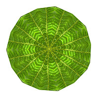 Buy canvas prints of Circular composite of fern leaf by Ivan Kovacs