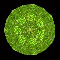 Buy canvas prints of Circular composite of fern leaf. by Ivan Kovacs